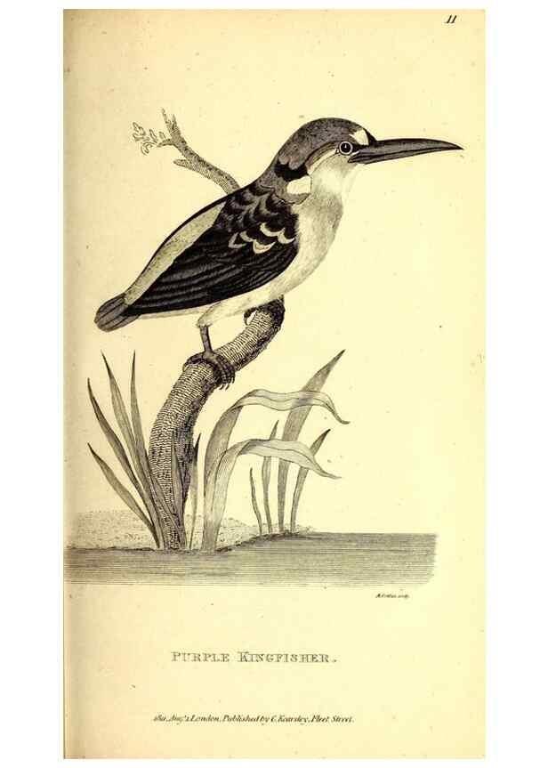 Reproducción/Reproduction 49830165771: General zoology, or Systematic natural history. London,Printed for G. Kearsley,1800-1826.. 