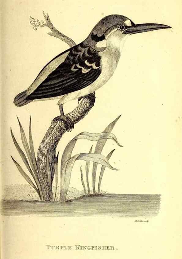 Reproducción/Reproduction 49830165771: General zoology, or Systematic natural history. London,Printed for G. Kearsley,1800-1826.. 