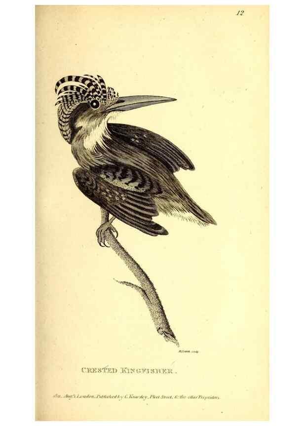 Reproducción/Reproduction 49830473132: General zoology, or Systematic natural history. London,Printed for G. Kearsley,1800-1826.. 