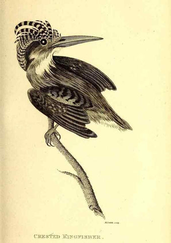 Reproducción/Reproduction 49830473132: General zoology, or Systematic natural history. London,Printed for G. Kearsley,1800-1826.. 