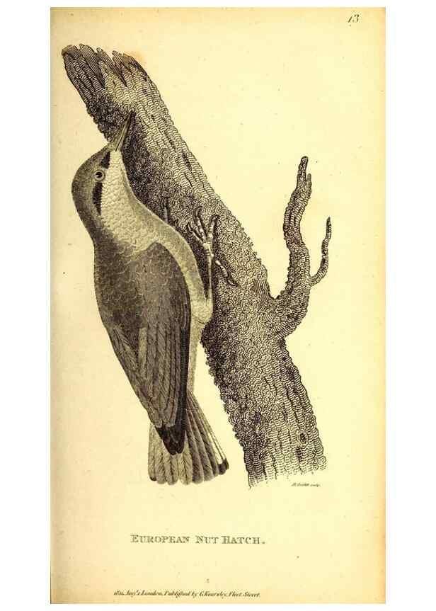 Reproducción/Reproduction 49829634733: General zoology, or Systematic natural history. London,Printed for G. Kearsley,1800-1826.. 
