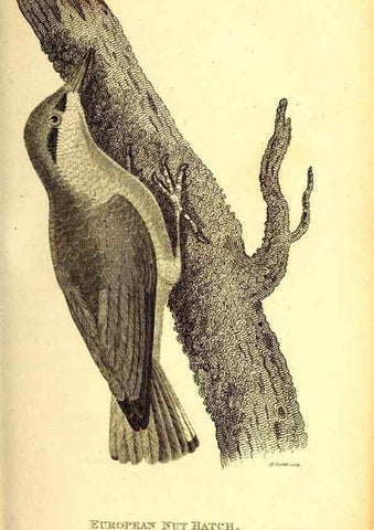 Reproducción/Reproduction 49829634733: General zoology, or Systematic natural history. London,Printed for G. Kearsley,1800-1826.. 