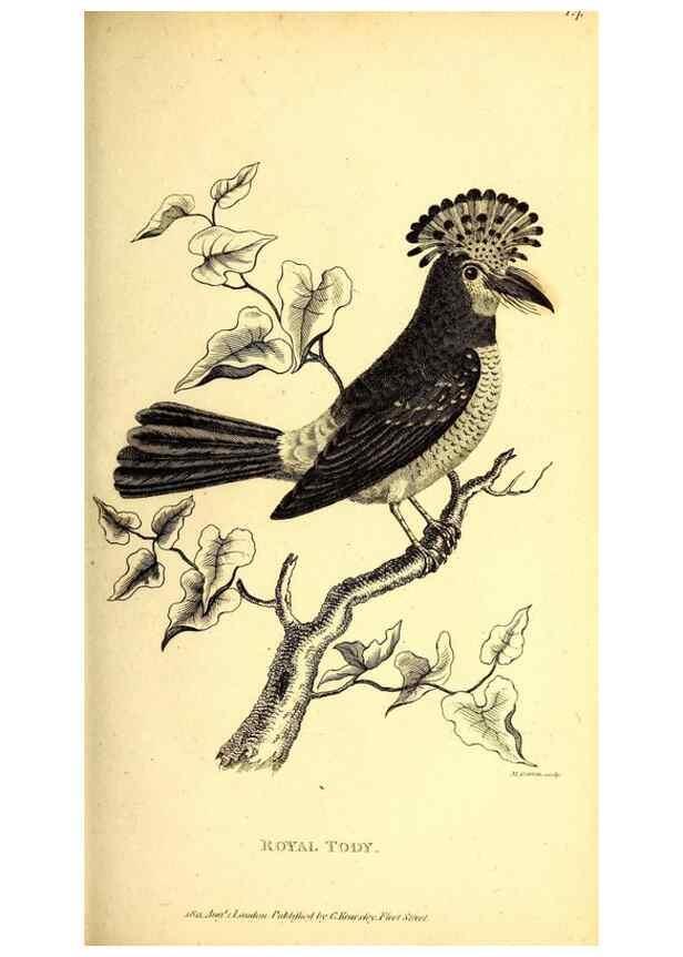 Reproducción/Reproduction 49830166511: General zoology, or Systematic natural history. London,Printed for G. Kearsley,1800-1826.. 