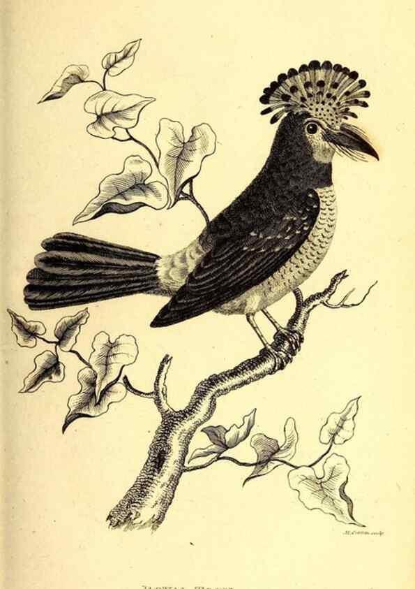 Reproducción/Reproduction 49830166511: General zoology, or Systematic natural history. London,Printed for G. Kearsley,1800-1826.. 