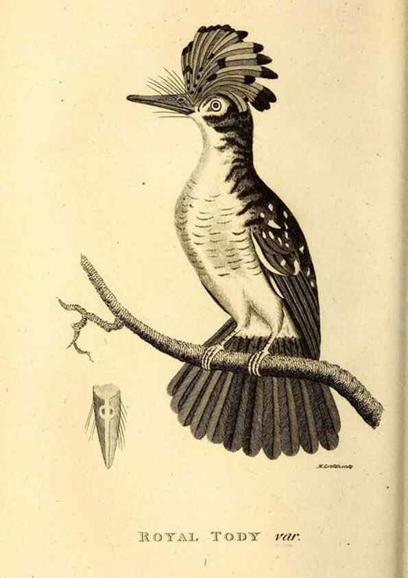 Reproducción/Reproduction 49830166721: General zoology, or Systematic natural history. London,Printed for G. Kearsley,1800-1826.. 