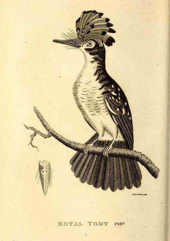 Reproducción/Reproduction 49830166721: General zoology, or Systematic natural history. London,Printed for G. Kearsley,1800-1826.. 