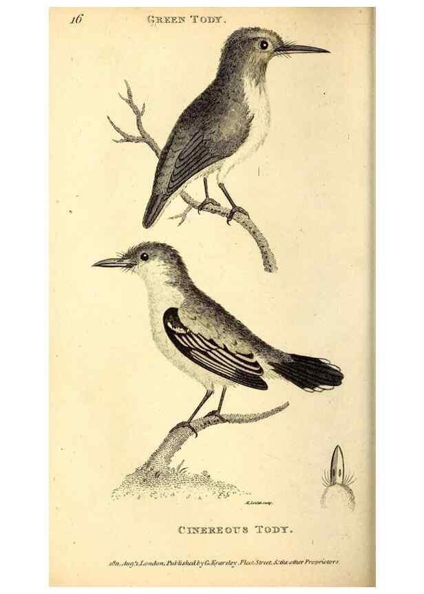 Reproducción/Reproduction 49830474372: General zoology, or Systematic natural history. London,Printed for G. Kearsley,1800-1826.. 