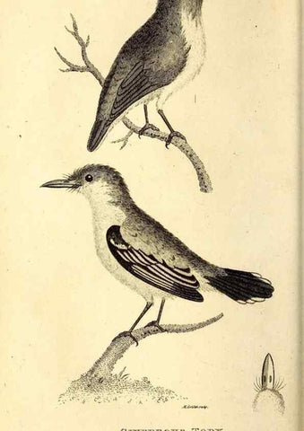 Reproducción/Reproduction 49830474372: General zoology, or Systematic natural history. London,Printed for G. Kearsley,1800-1826.. 