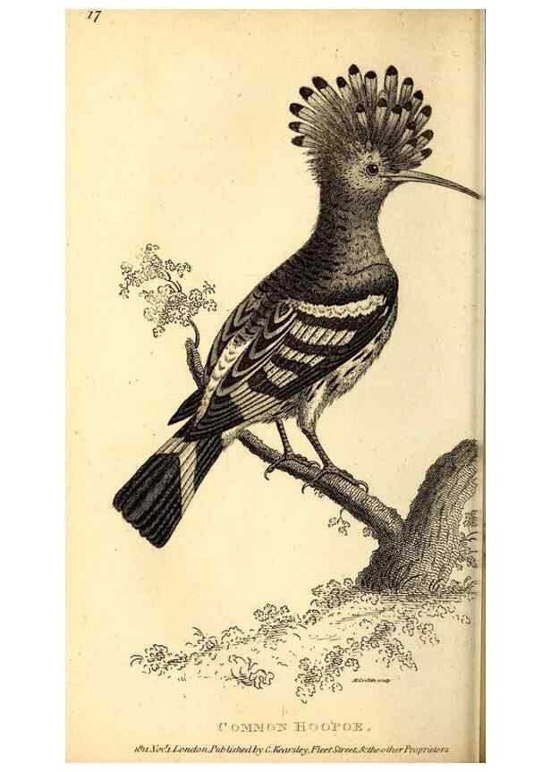 Reproducción/Reproduction 49830167341: General zoology, or Systematic natural history. London,Printed for G. Kearsley,1800-1826.. 