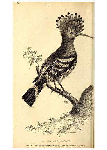Reproducción/Reproduction 49830167341: General zoology, or Systematic natural history. London,Printed for G. Kearsley,1800-1826.. 