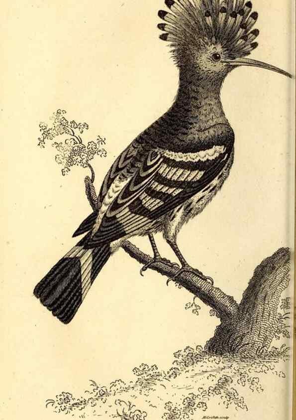 Reproducción/Reproduction 49830167341: General zoology, or Systematic natural history. London,Printed for G. Kearsley,1800-1826.. 