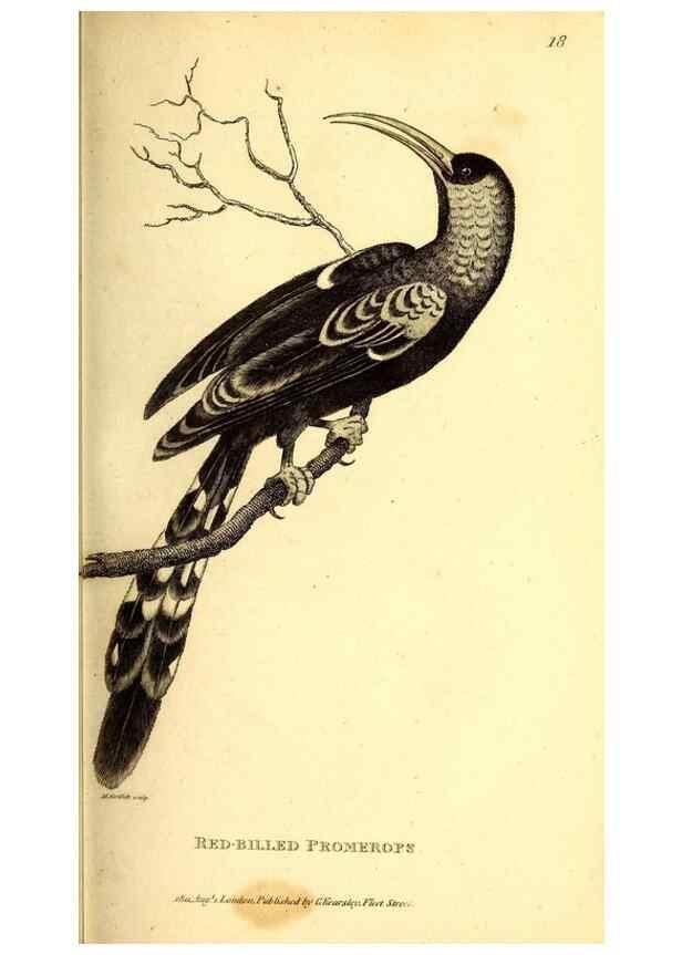 Reproducción/Reproduction 49830167601: General zoology, or Systematic natural history. London,Printed for G. Kearsley,1800-1826.. 