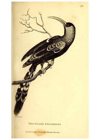 Reproducción/Reproduction 49830167601: General zoology, or Systematic natural history. London,Printed for G. Kearsley,1800-1826.. 