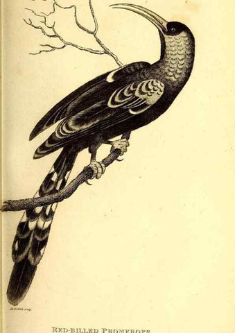 Reproducción/Reproduction 49830167601: General zoology, or Systematic natural history. London,Printed for G. Kearsley,1800-1826.. 