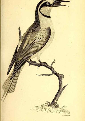 Reproducción/Reproduction 49830167836: General zoology, or Systematic natural history. London,Printed for G. Kearsley,1800-1826.. 