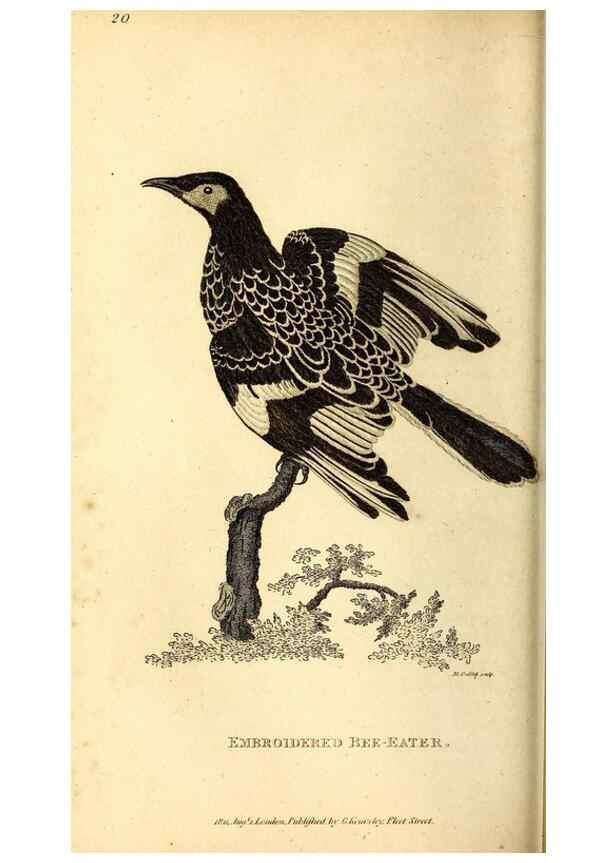 Reproducción/Reproduction 49830475457: General zoology, or Systematic natural history. London,Printed for G. Kearsley,1800-1826.. 
