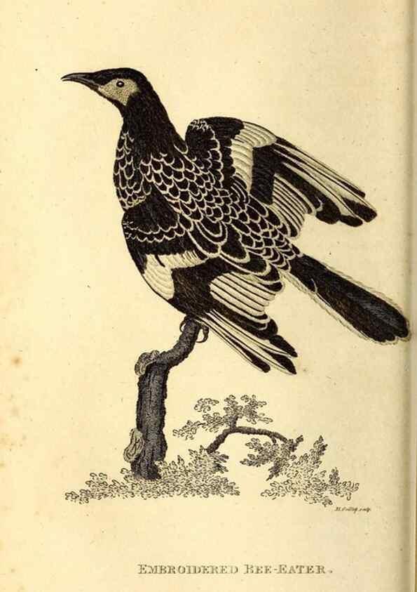 Reproducción/Reproduction 49830475457: General zoology, or Systematic natural history. London,Printed for G. Kearsley,1800-1826.. 