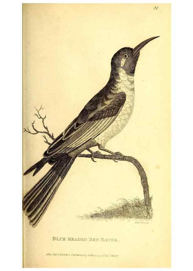 Reproducción/Reproduction 49830168341: General zoology, or Systematic natural history. London,Printed for G. Kearsley,1800-1826.. 