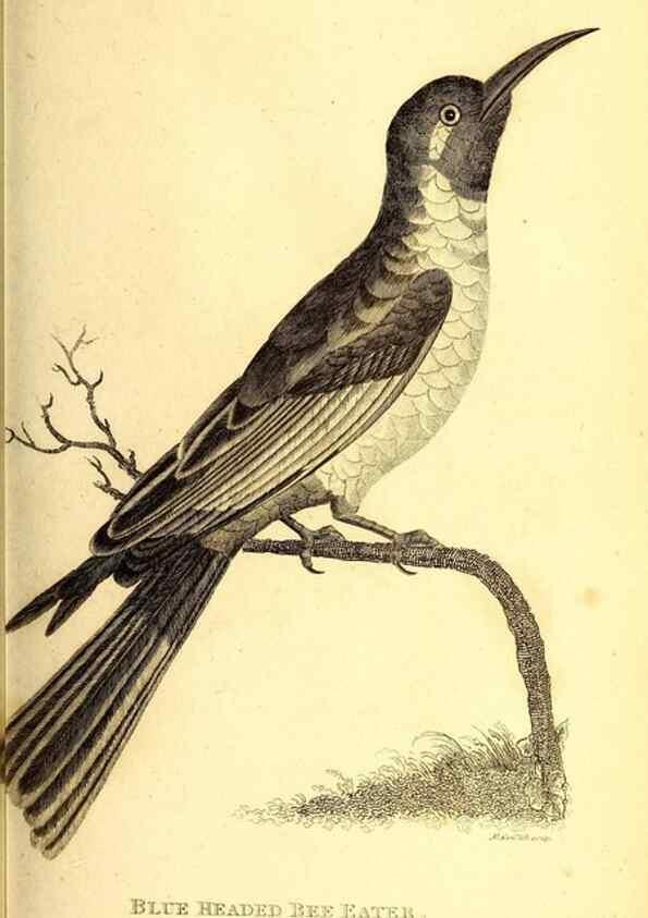 Reproducción/Reproduction 49830168341: General zoology, or Systematic natural history. London,Printed for G. Kearsley,1800-1826.. 