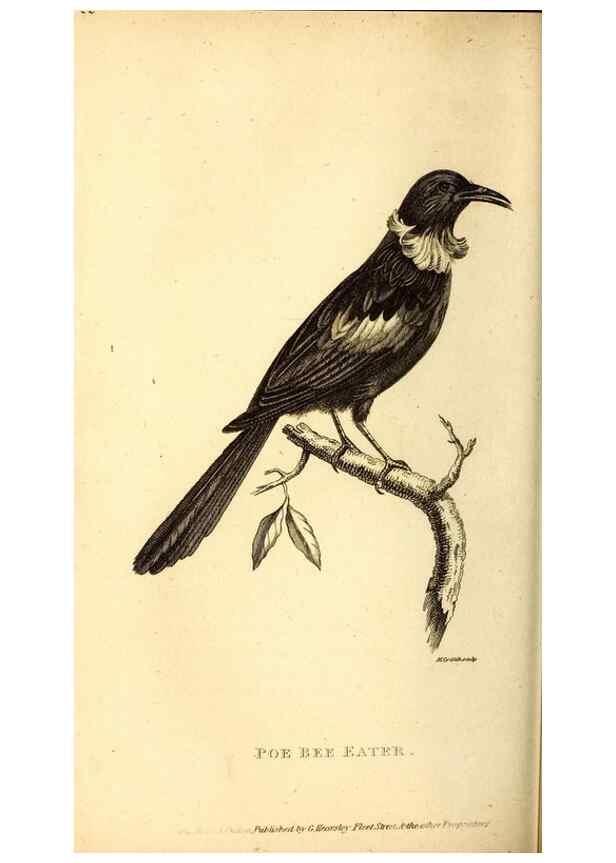 Reproducción/Reproduction 49829637243: General zoology, or Systematic natural history. London,Printed for G. Kearsley,1800-1826.. 