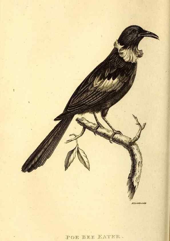 Reproducción/Reproduction 49829637243: General zoology, or Systematic natural history. London,Printed for G. Kearsley,1800-1826.. 