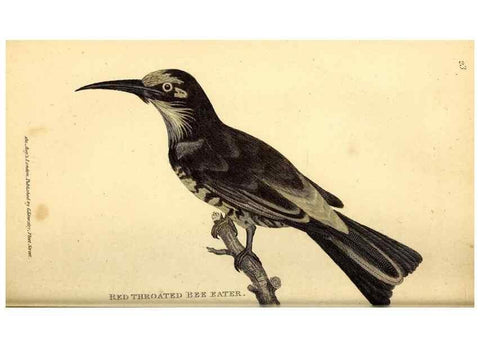 Reproducción/Reproduction 49830168891: General zoology, or Systematic natural history. London,Printed for G. Kearsley,1800-1826.. 