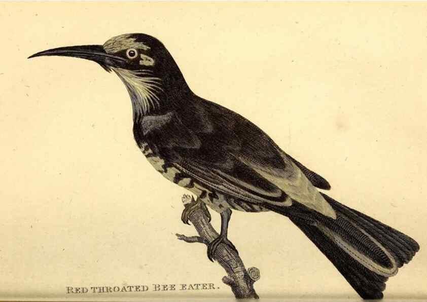 Reproducción/Reproduction 49830168891: General zoology, or Systematic natural history. London,Printed for G. Kearsley,1800-1826.. 