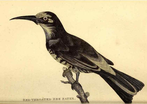 Reproducción/Reproduction 49830168891: General zoology, or Systematic natural history. London,Printed for G. Kearsley,1800-1826.. 