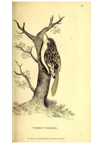 Reproducción/Reproduction 49830476717: General zoology, or Systematic natural history. London,Printed for G. Kearsley,1800-1826.. 