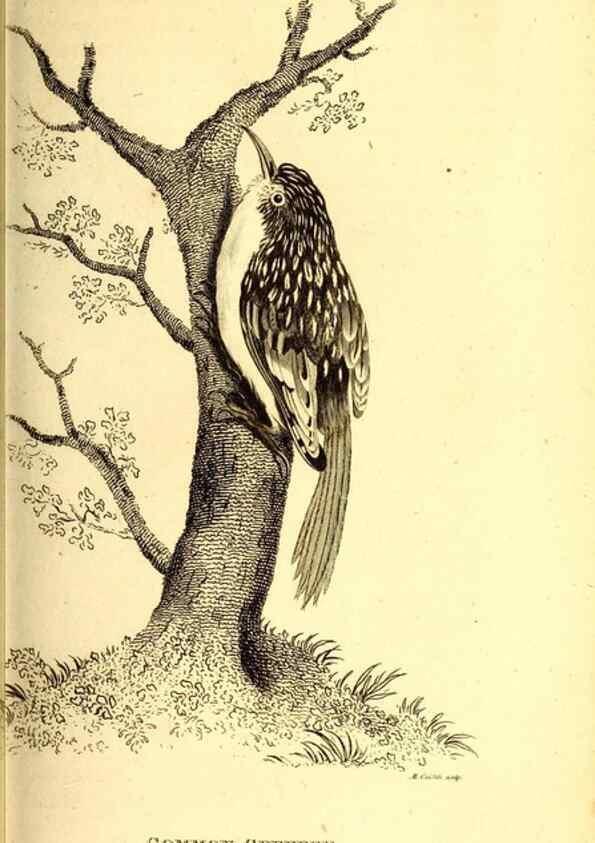 Reproducción/Reproduction 49830476717: General zoology, or Systematic natural history. London,Printed for G. Kearsley,1800-1826.. 