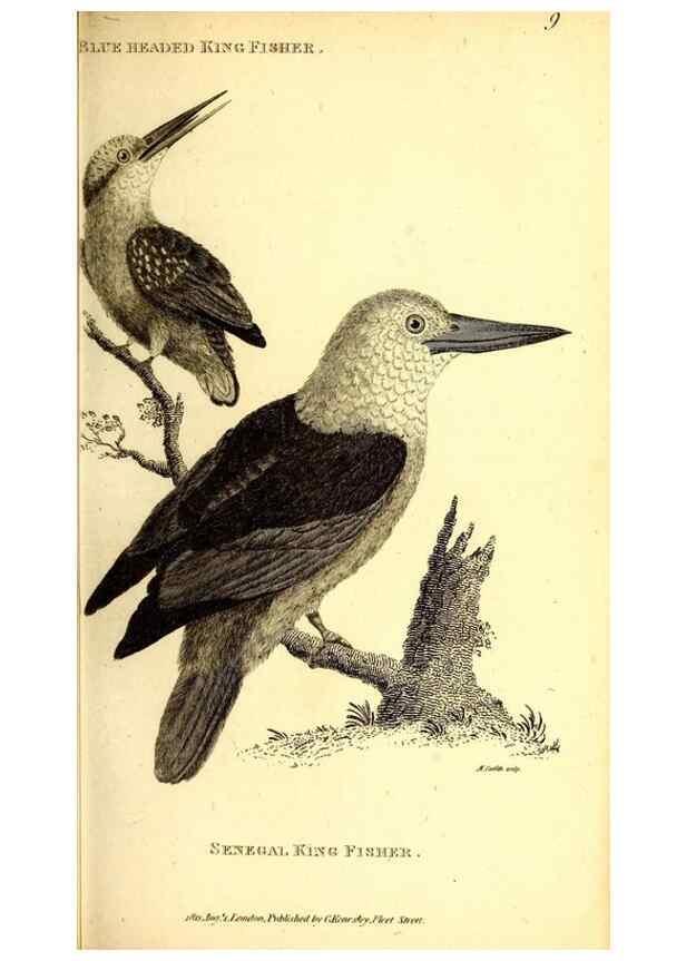 Reproducción/Reproduction 49830165271: General zoology, or Systematic natural history. London,Printed for G. Kearsley,1800-1826.. 