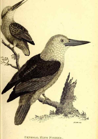 Reproducción/Reproduction 49830165271: General zoology, or Systematic natural history. London,Printed for G. Kearsley,1800-1826.. 