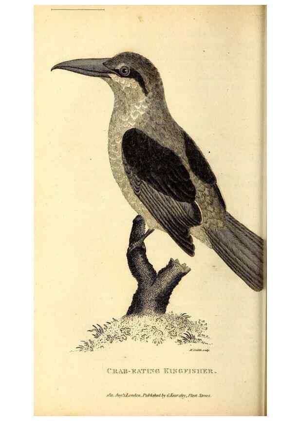 Reproducción/Reproduction 49829633293: General zoology, or Systematic natural history. London,Printed for G. Kearsley,1800-1826.. 