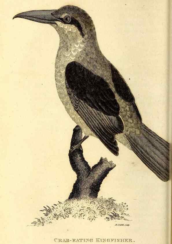 Reproducción/Reproduction 49829633293: General zoology, or Systematic natural history. London,Printed for G. Kearsley,1800-1826.. 