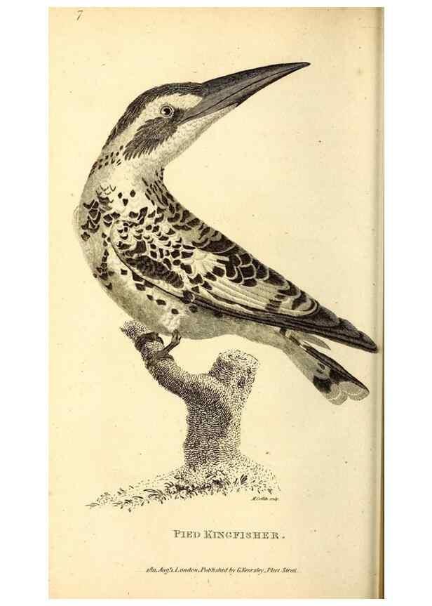 Reproducción/Reproduction 49829633038: General zoology, or Systematic natural history. London,Printed for G. Kearsley,1800-1826.. 