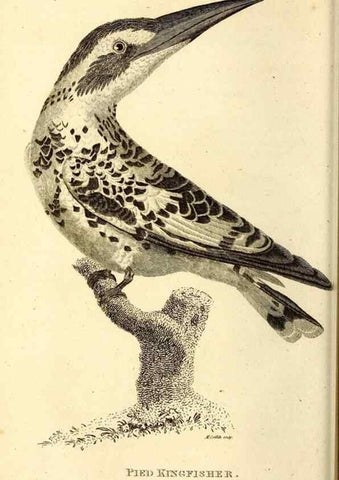 Reproducción/Reproduction 49829633038: General zoology, or Systematic natural history. London,Printed for G. Kearsley,1800-1826.. 