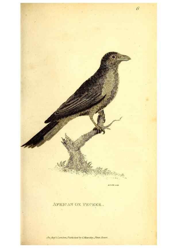 Reproducción/Reproduction 49830164371: General zoology, or Systematic natural history. London,Printed for G. Kearsley,1800-1826.. 