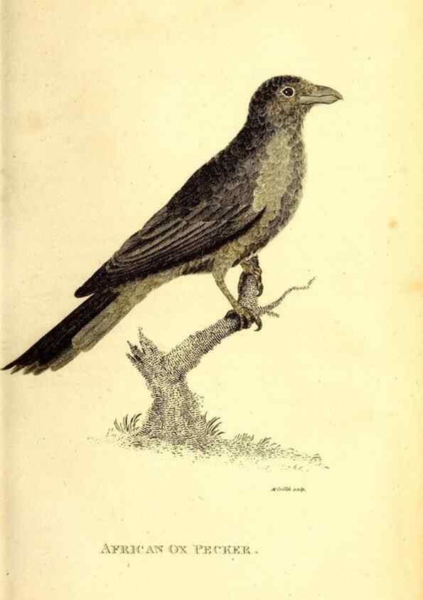 Reproducción/Reproduction 49830164371: General zoology, or Systematic natural history. London,Printed for G. Kearsley,1800-1826.. 