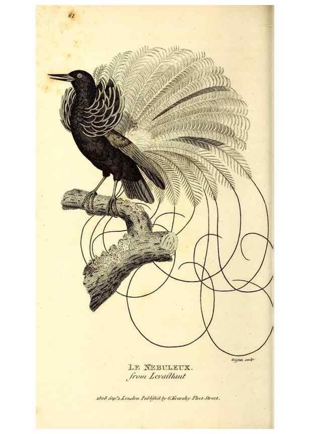 Reproducción/Reproduction 49829546548: General zoology, or Systematic natural history. London,Printed for G. Kearsley,1800-1826.. 