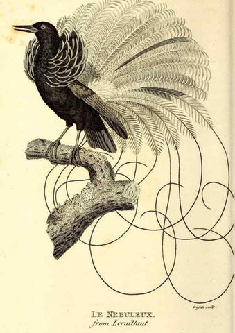 Reproducción/Reproduction 49829546548: General zoology, or Systematic natural history. London,Printed for G. Kearsley,1800-1826.. 