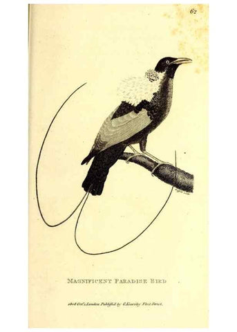Reproducción/Reproduction 49829547253: General zoology, or Systematic natural history. London,Printed for G. Kearsley,1800-1826.. 