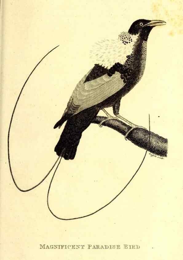Reproducción/Reproduction 49829547253: General zoology, or Systematic natural history. London,Printed for G. Kearsley,1800-1826.. 