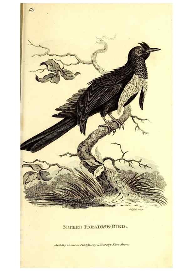 Reproducción/Reproduction 49830079116: General zoology, or Systematic natural history. London,Printed for G. Kearsley,1800-1826.. 