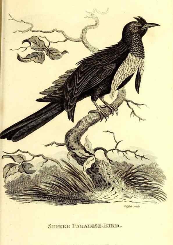 Reproducción/Reproduction 49830079116: General zoology, or Systematic natural history. London,Printed for G. Kearsley,1800-1826.. 