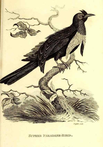 Reproducción/Reproduction 49830079116: General zoology, or Systematic natural history. London,Printed for G. Kearsley,1800-1826.. 
