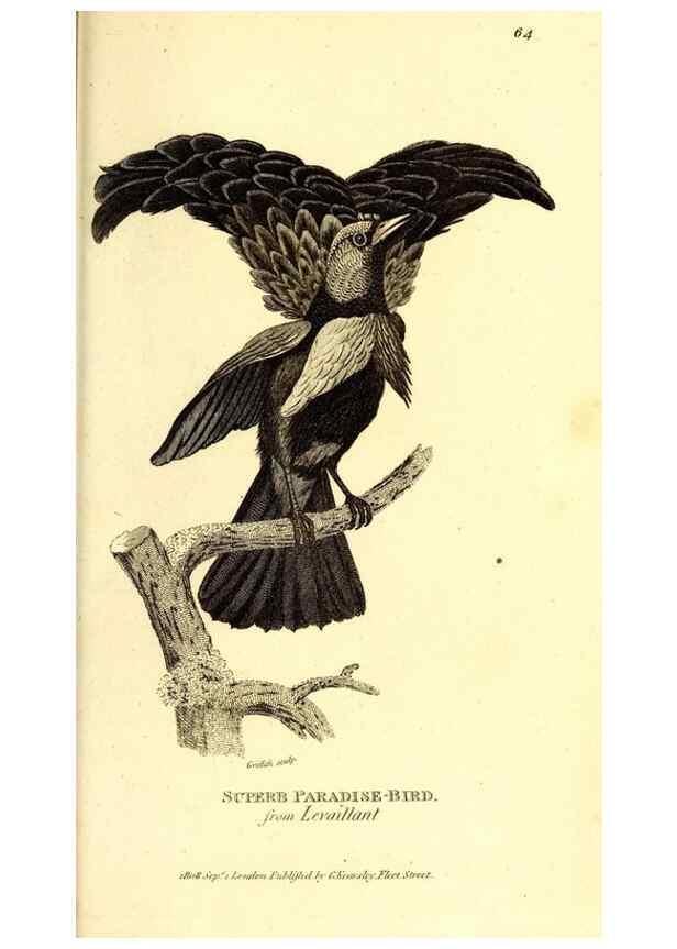 Reproducción/Reproduction 49830387162: General zoology, or Systematic natural history. London,Printed for G. Kearsley,1800-1826.. 