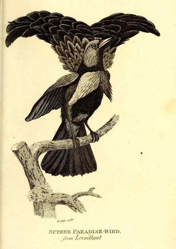 Reproducción/Reproduction 49830387162: General zoology, or Systematic natural history. London,Printed for G. Kearsley,1800-1826.. 