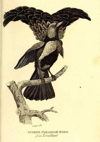 Reproducción/Reproduction 49830387162: General zoology, or Systematic natural history. London,Printed for G. Kearsley,1800-1826.. 