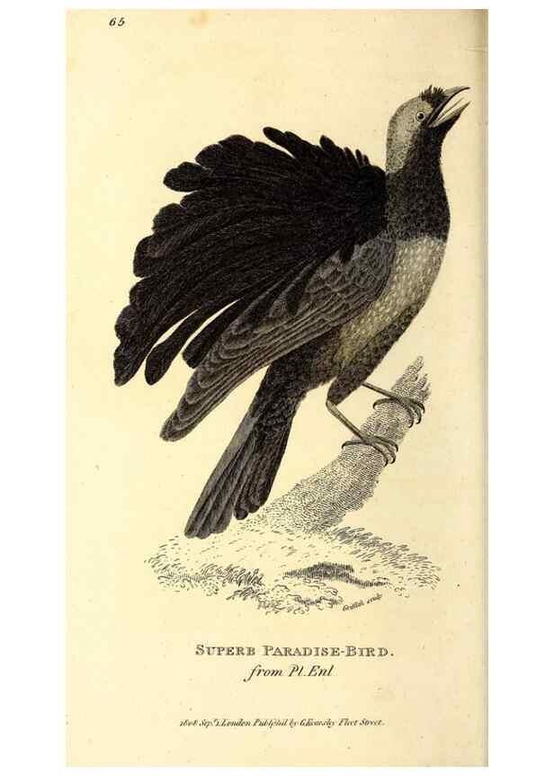 Reproducción/Reproduction 49829548913: General zoology, or Systematic natural history. London,Printed for G. Kearsley,1800-1826.. 