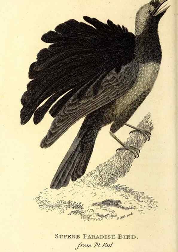 Reproducción/Reproduction 49829548913: General zoology, or Systematic natural history. London,Printed for G. Kearsley,1800-1826.. 